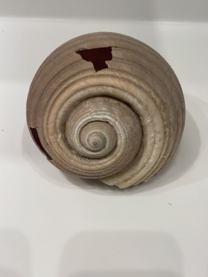 Κοχύλι Τόννα μεταχειρισμένο, 10x13x15εκ, με 2 τρύπες