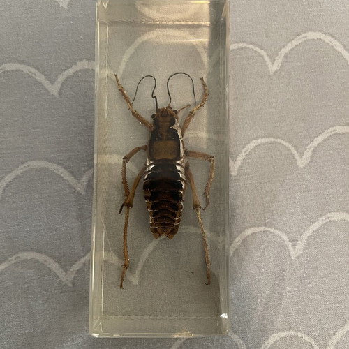 Collection of 9 insects and arthropods in resin