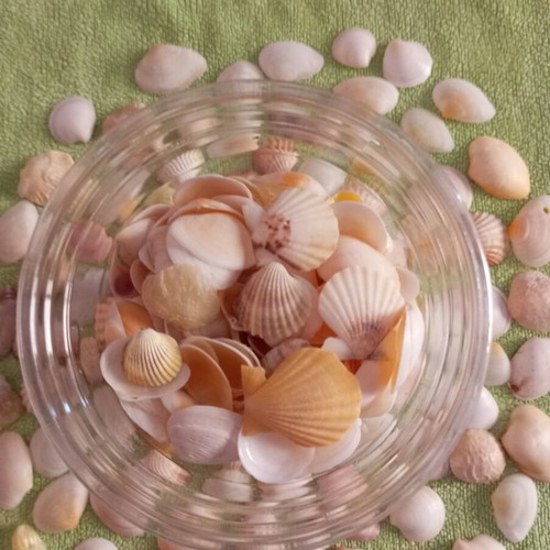Rare collectible natural seashells like new for decoration and crafts