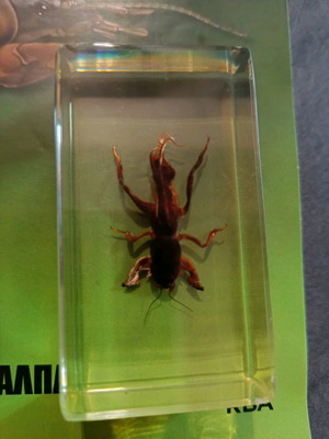 Real insects issue 30 used