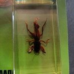 Real insects issue 30 used