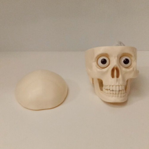 Skeleton head with half brain new