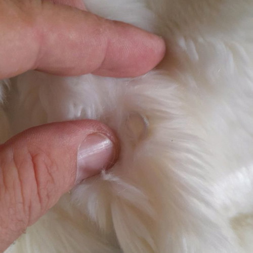 Polyester fur 100% like new for 9 to 10 years old