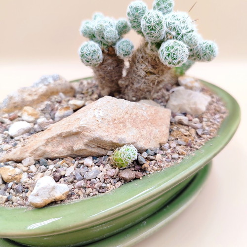 Mammillaria gracilis bonsai cactus in ceramic pot new