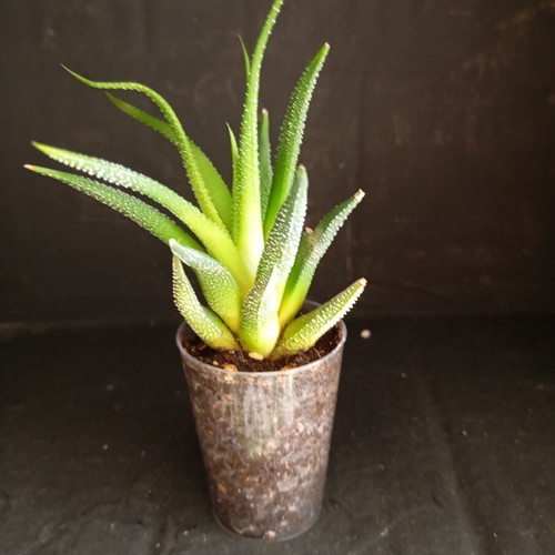 Haworthia cactus zebra outdoor plant