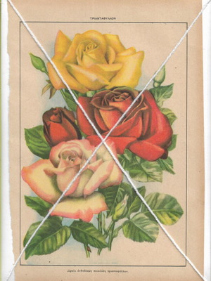 Vintage printed poster with rose varieties, like new