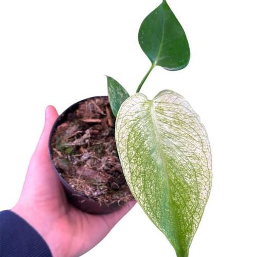 Monstera 'Devil Monster' new, pre-order
