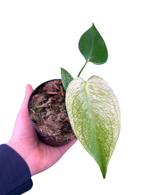 Monstera 'Devil Monster' new, pre-order