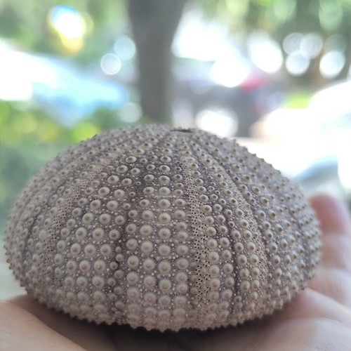 Sea Urchin Shell like new for decoration and impression