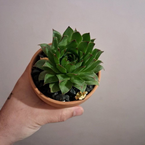 Sempervivum in ceramic pot with pebbles and gold leaves