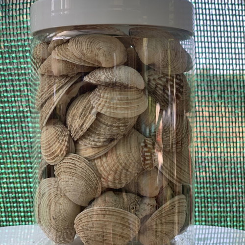 Natural seashells from Greek seas for decoration and crafts, 6 jars of 750ml, like new