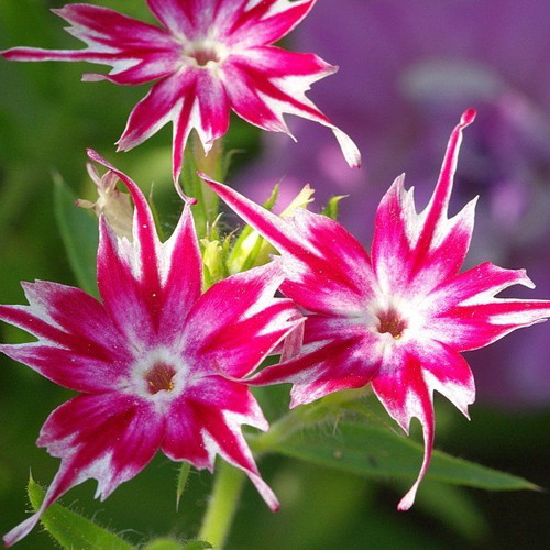 Phlox drummondii Twinkle Star flower seeds like new, bicolor star-shaped