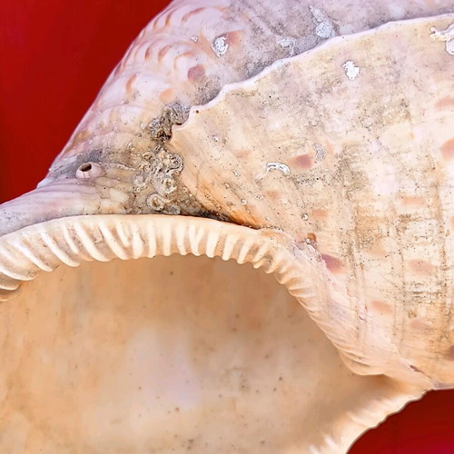 Triton shell natural, 30 cm length, like new