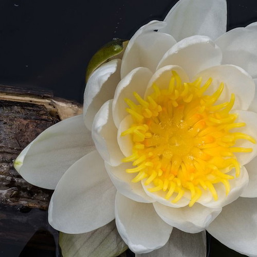 Water Lily Lotus Seeds like new for Aquarium and Pond