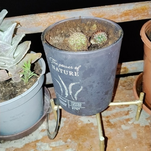 Echinopsis small spherical cactus set of two with dense spines in decorative pot