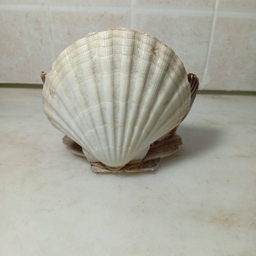 Decorative composition with natural seashells and seahorse like new