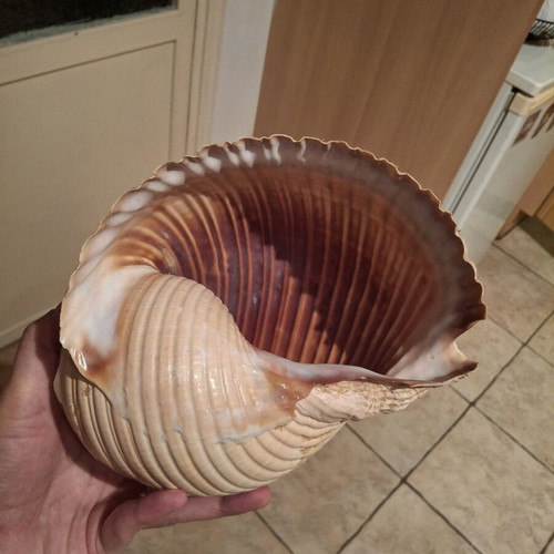 Rare sea shells like new, Bourou, Tona, Charonia