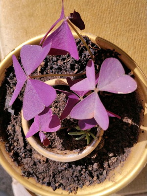Oxalis triangularis τριγωνική οξαλίδα εσωτερικού χώρου