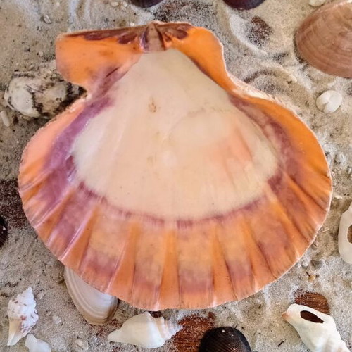 Lion's Paw Natural Seashell like new