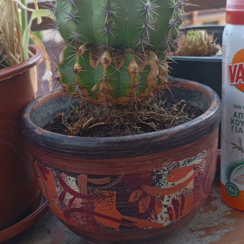 Echinopsis cactus large in hand-painted ceramic pot like new