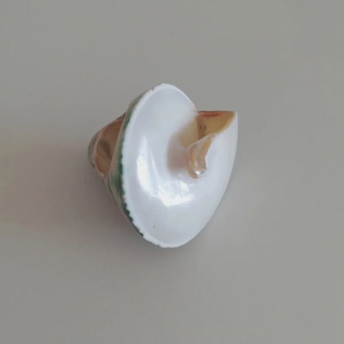 Ring oversized summer shell design new 52 mm