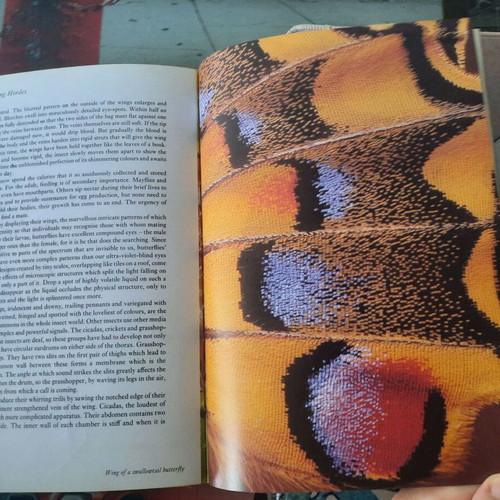 Life on Earth by David Attenborough hardcover used, English