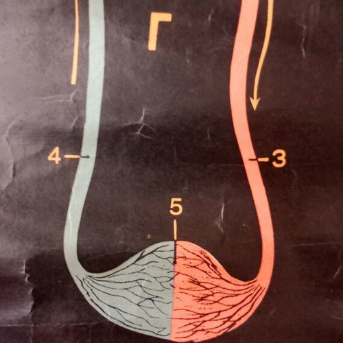 School Natural History Map like new, 82.5×62.5 cm
