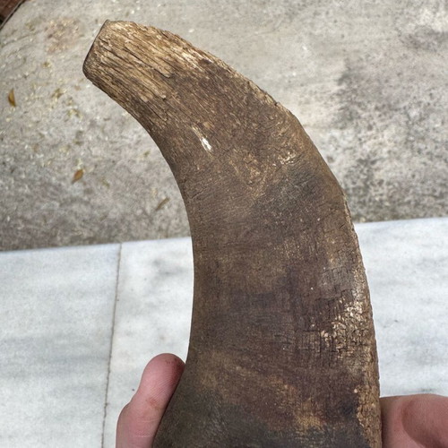 Transport container used, possibly for gunpowder, made of horn