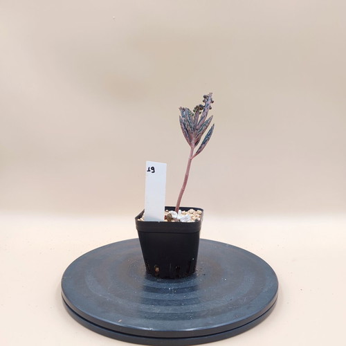Mother of Thousands succulent plant, mini pot