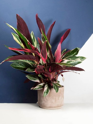 30 Stromanthe Triostar seeds - Red Coral Bells tropical decorative plant