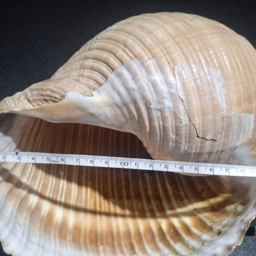 Tonna galea large collectible seashell, 19cm