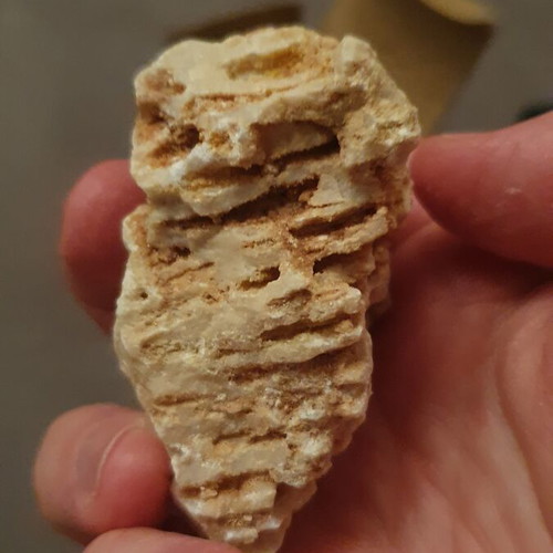 Fossilized coral from Northern Evros new, in box