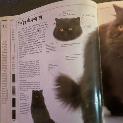 The Perfect Cat Book used, encyclopedia of cat breeds