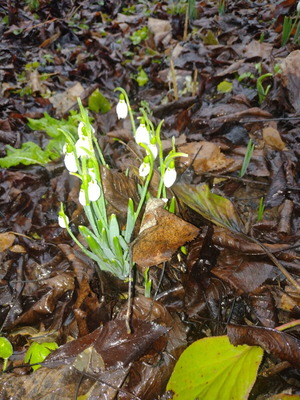 Snowdrop new variety from photo, bulb