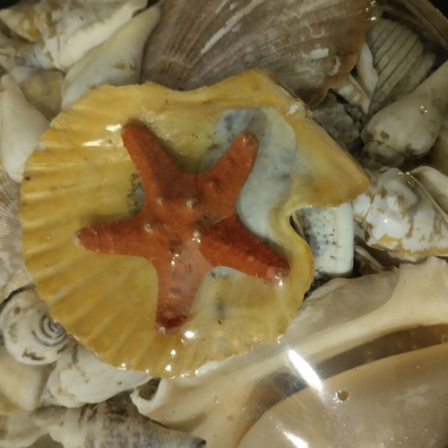Basket with many seashells new, large