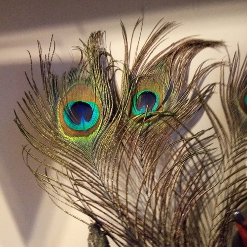 Peacock feather new, length 28 centimeters