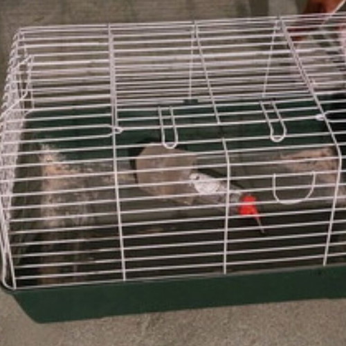 Rabbit cage used with waterer and feeder