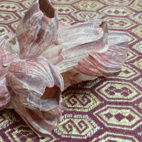 Purple barnacle cluster like new, natural seashells 15 cm