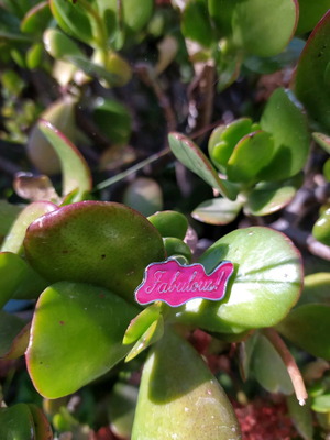 Pin brooch