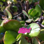 Pin brooch