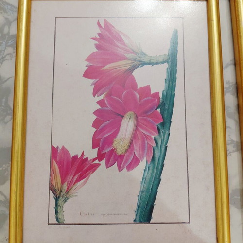 Set of three botanical prints in gold wooden frames