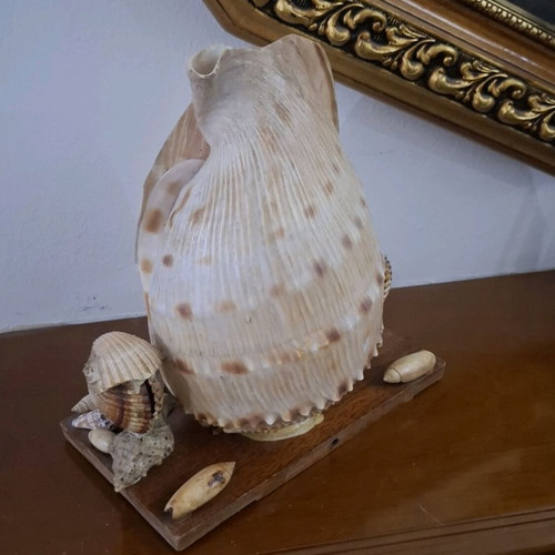Decorative seashell composition used, wooden base