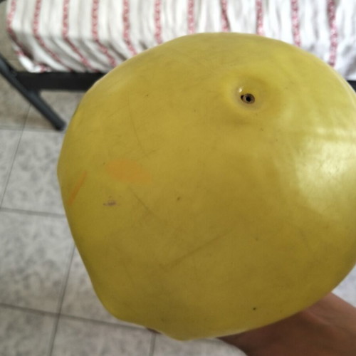 Dinosaur ball used