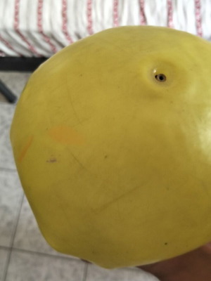 Dinosaur ball used