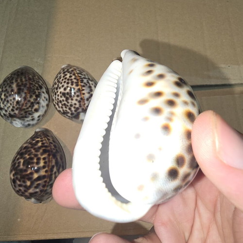 Tiger Cowrie Shells set of 5 like new