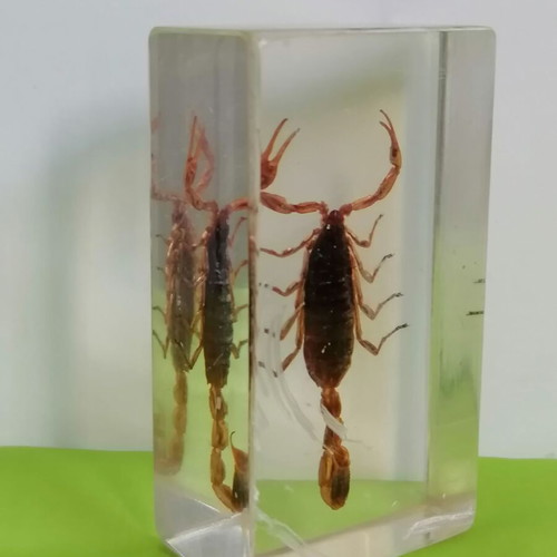 Scorpion in resin glass collectible used