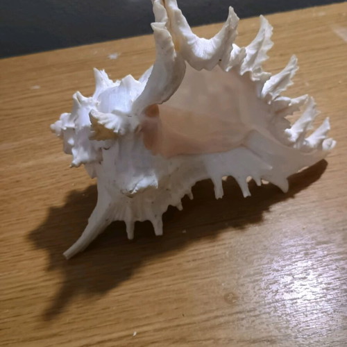 Shell new