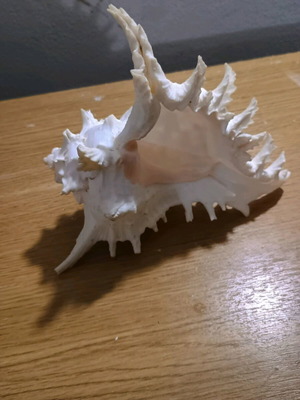 Shell new