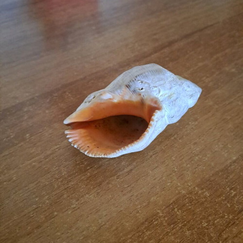 Shell used as shown