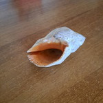 Shell used as shown